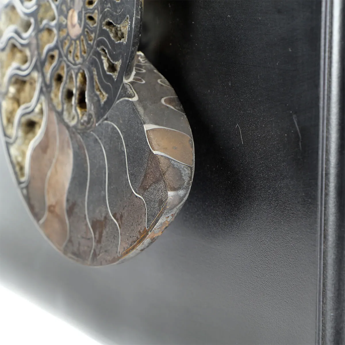 Ammonite Cleoniceras su Cornice 