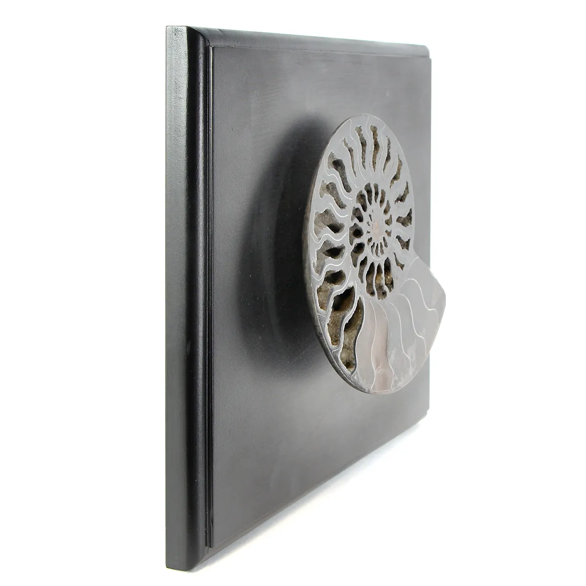 Ammonite Cleoniceras su Cornice 