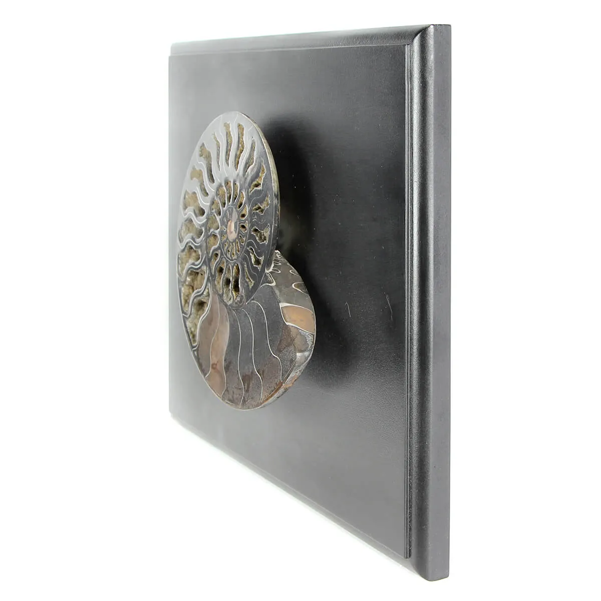 Ammonite Cleoniceras su Cornice 