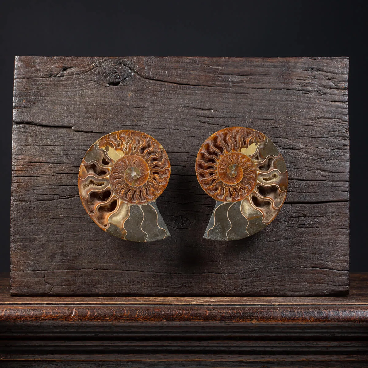 Ammonite Cleoniceras su Cornice
