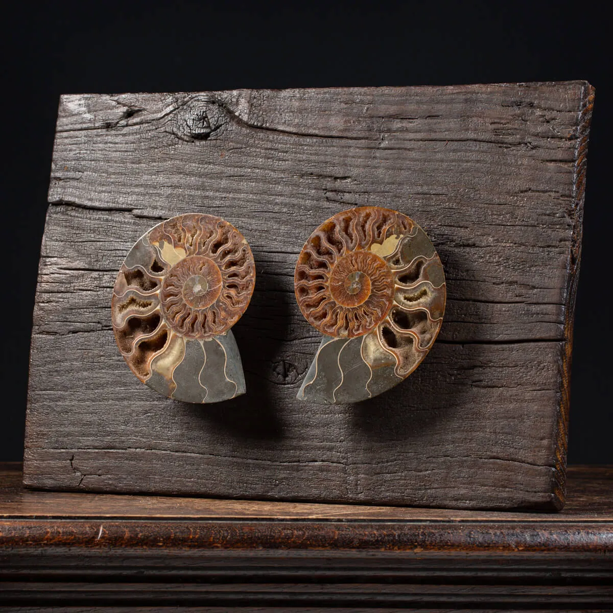 Ammonite Cleoniceras su Cornice