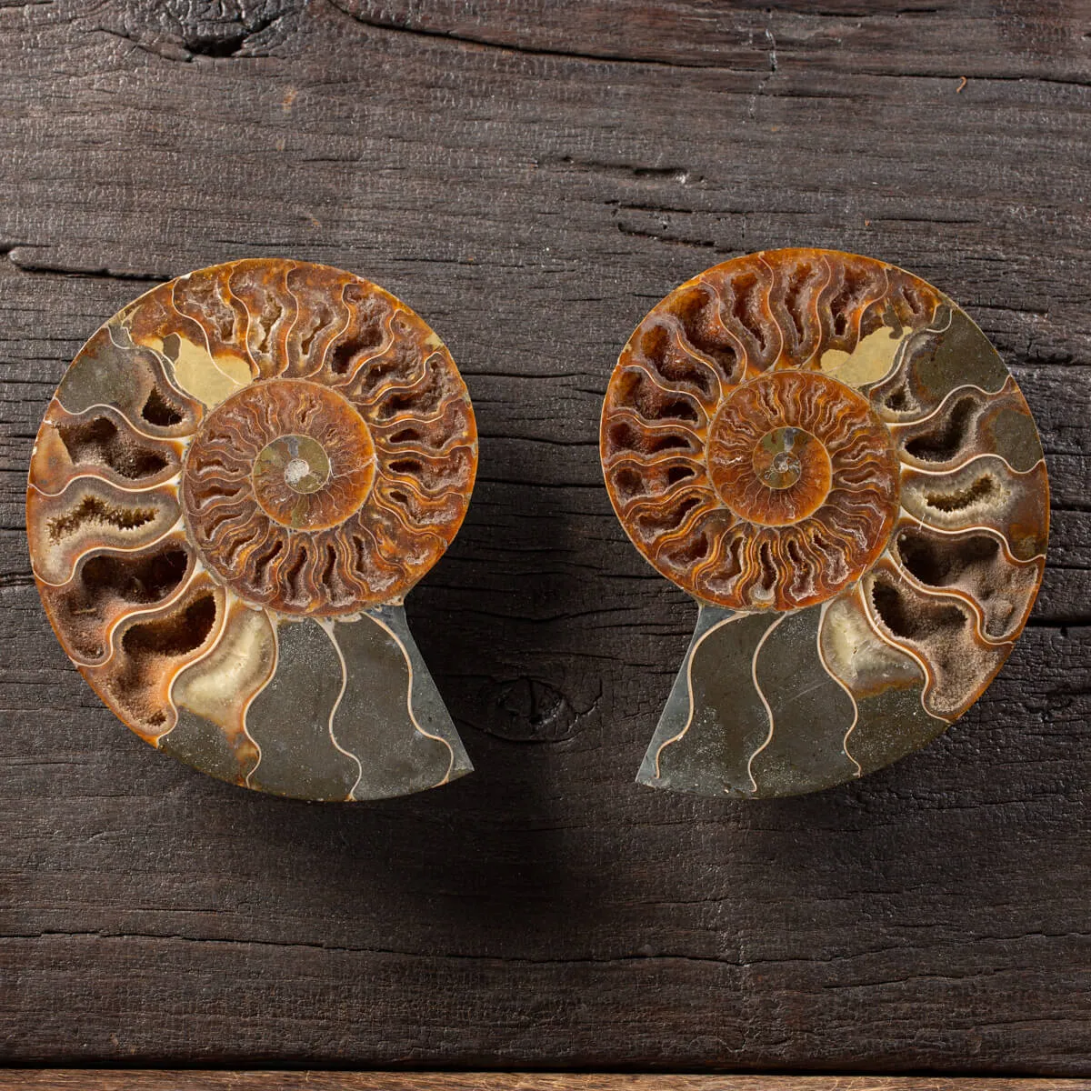 Ammonite Cleoniceras su Cornice