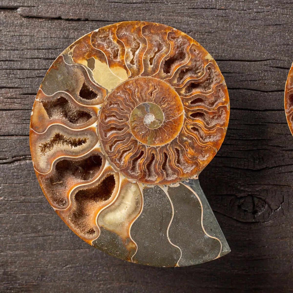 Ammonite Cleoniceras su Cornice