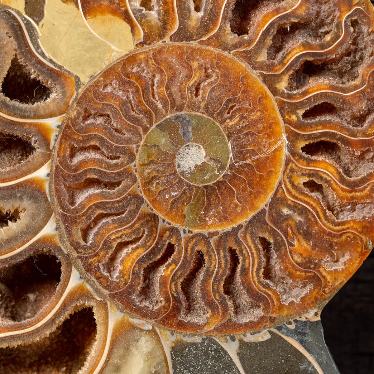 Ammonite Cleoniceras su Cornice