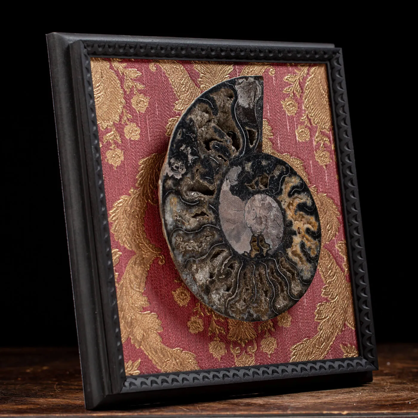 Ammonite Cleoniceras su Cornice