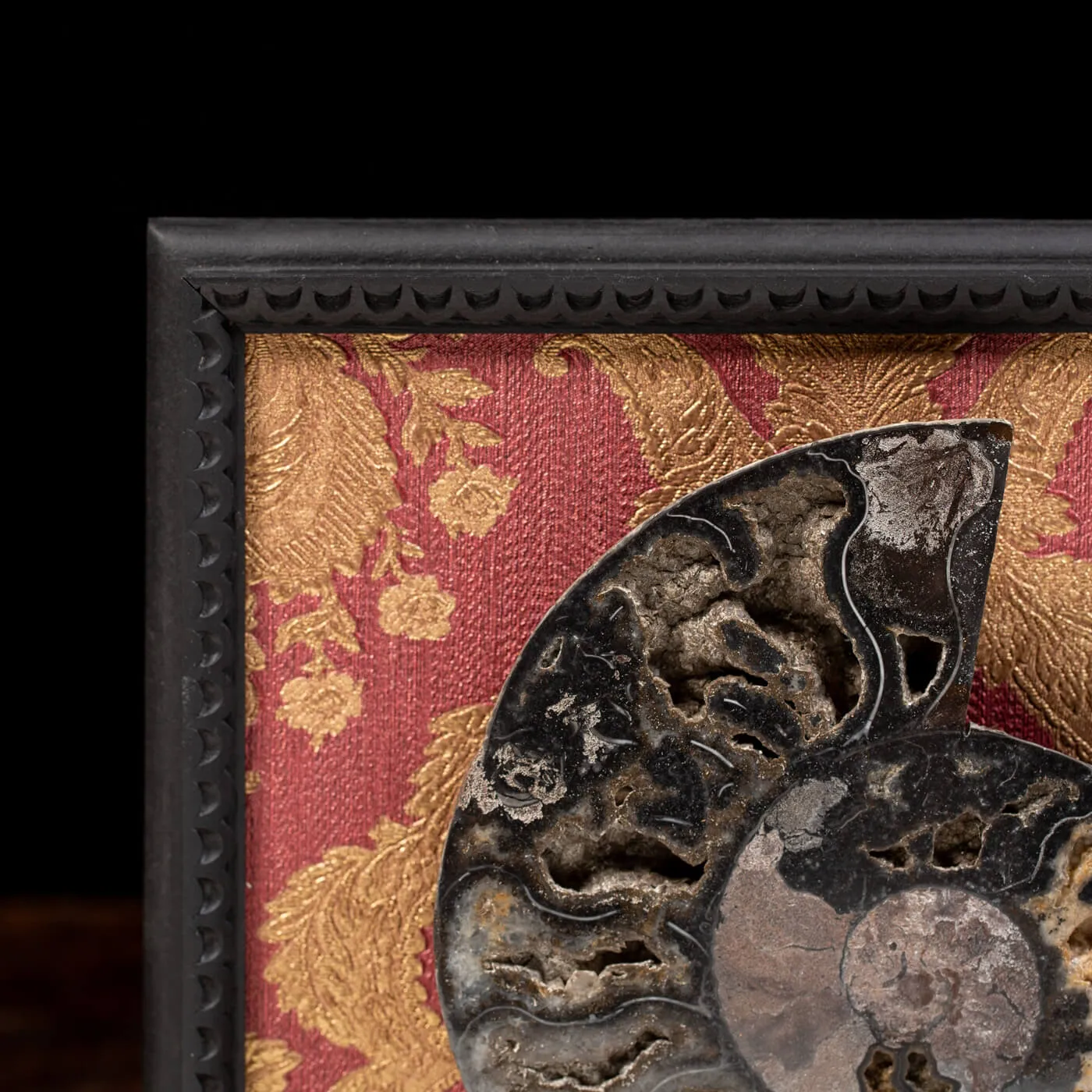 Ammonite Cleoniceras su Cornice