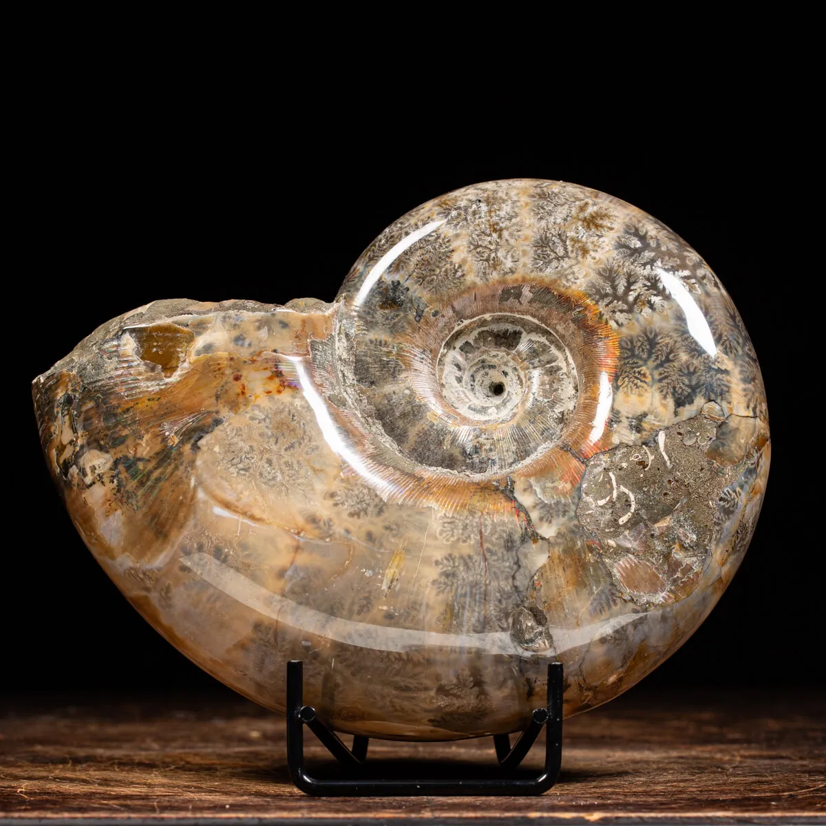Ammonite Lytoceras 