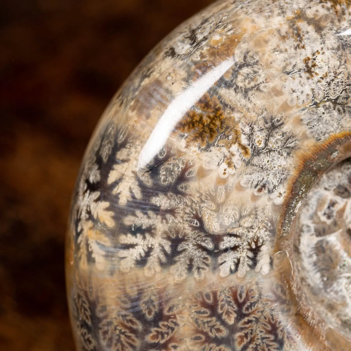 Ammonite Lytoceras 