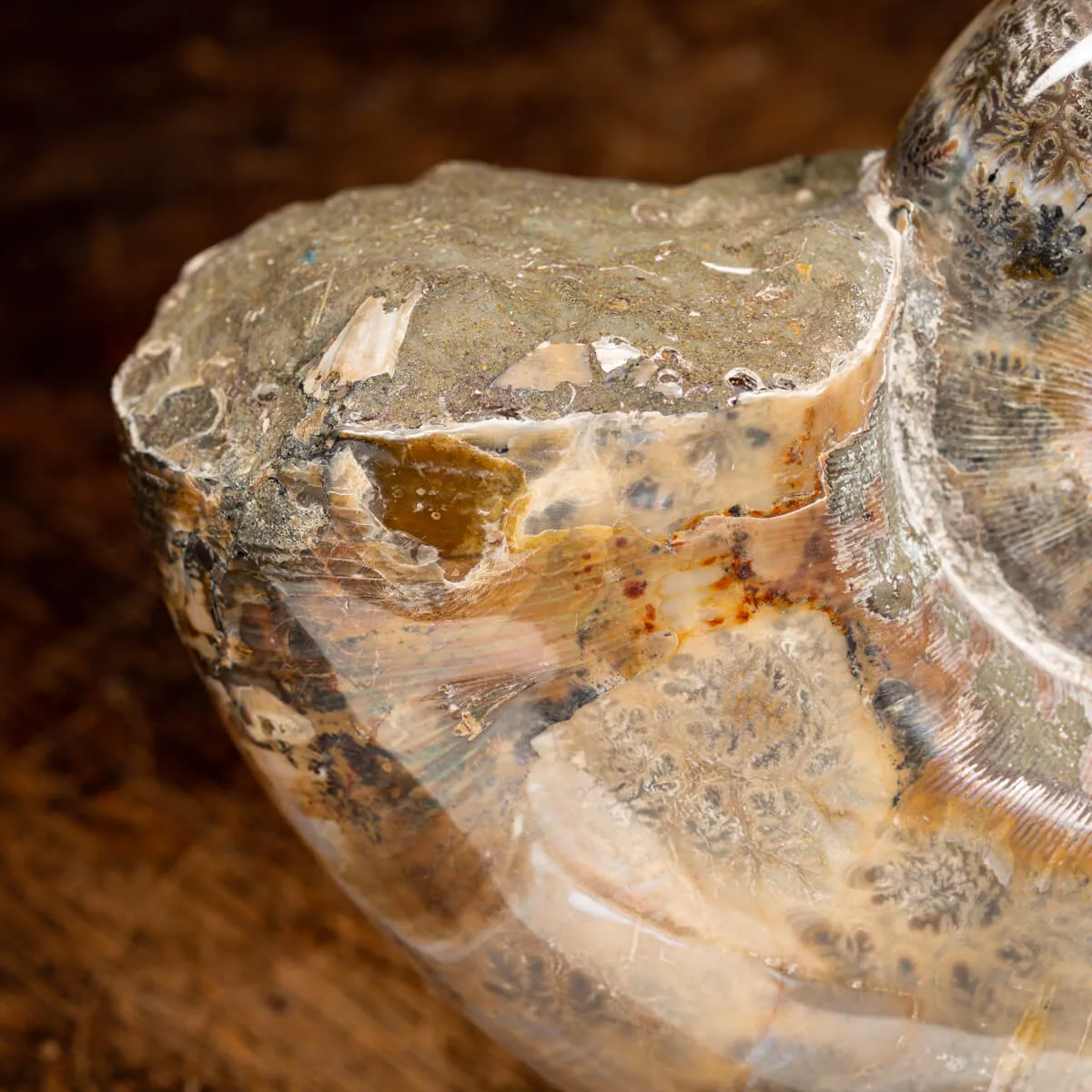 Ammonite Lytoceras 