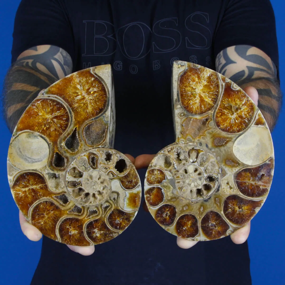 Ammonite Phylloceras