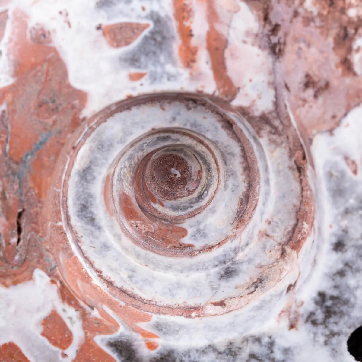 Ammonite di Timor - Metalegoceras