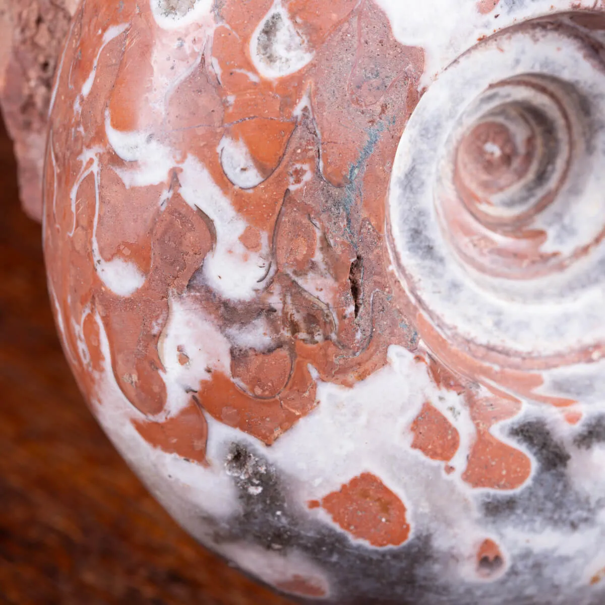 Ammonite di Timor - Metalegoceras