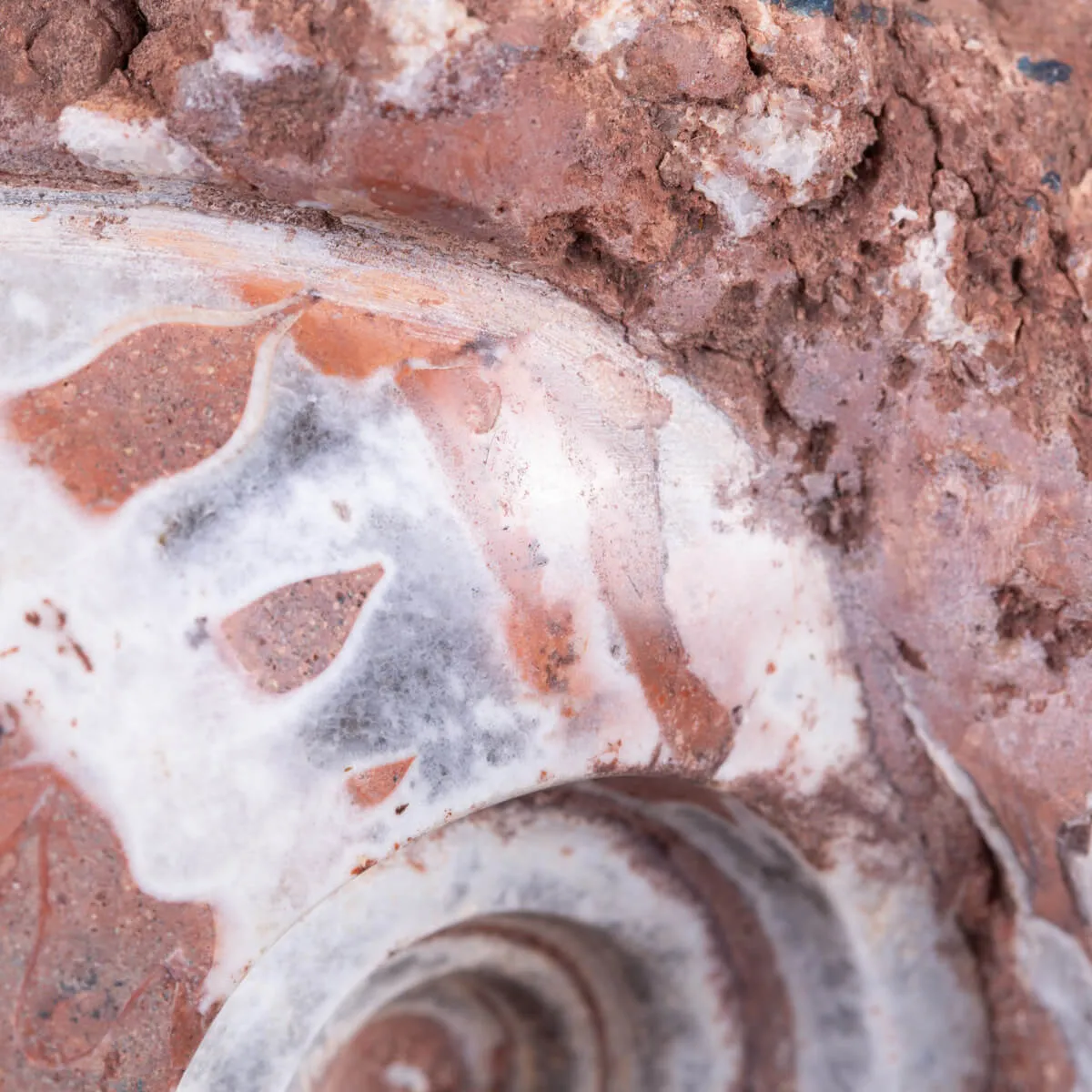 Ammonite di Timor - Metalegoceras