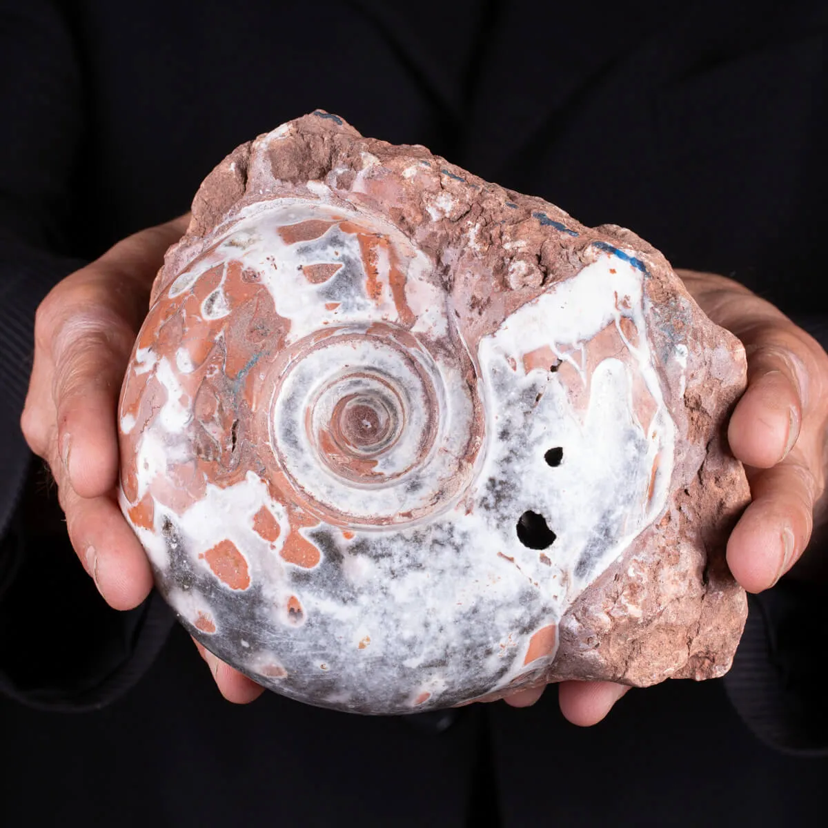 Ammonite di Timor - Metalegoceras