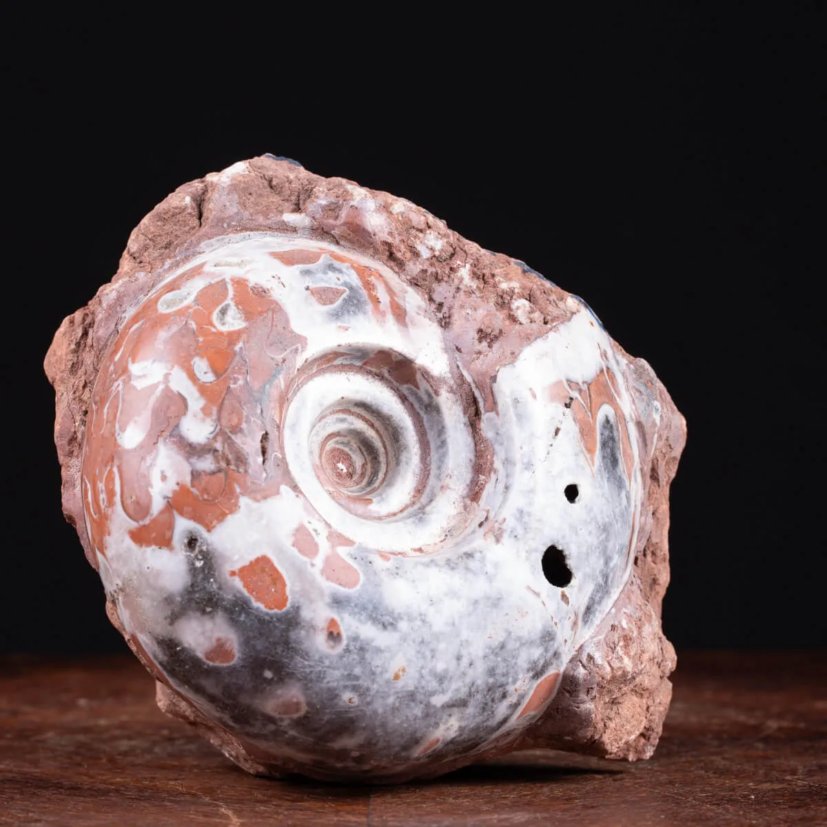 Ammonite di Timor - Metalegoceras