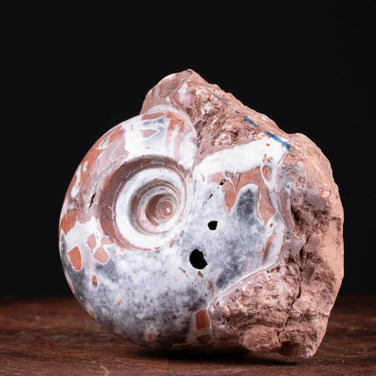 Ammonite di Timor - Metalegoceras