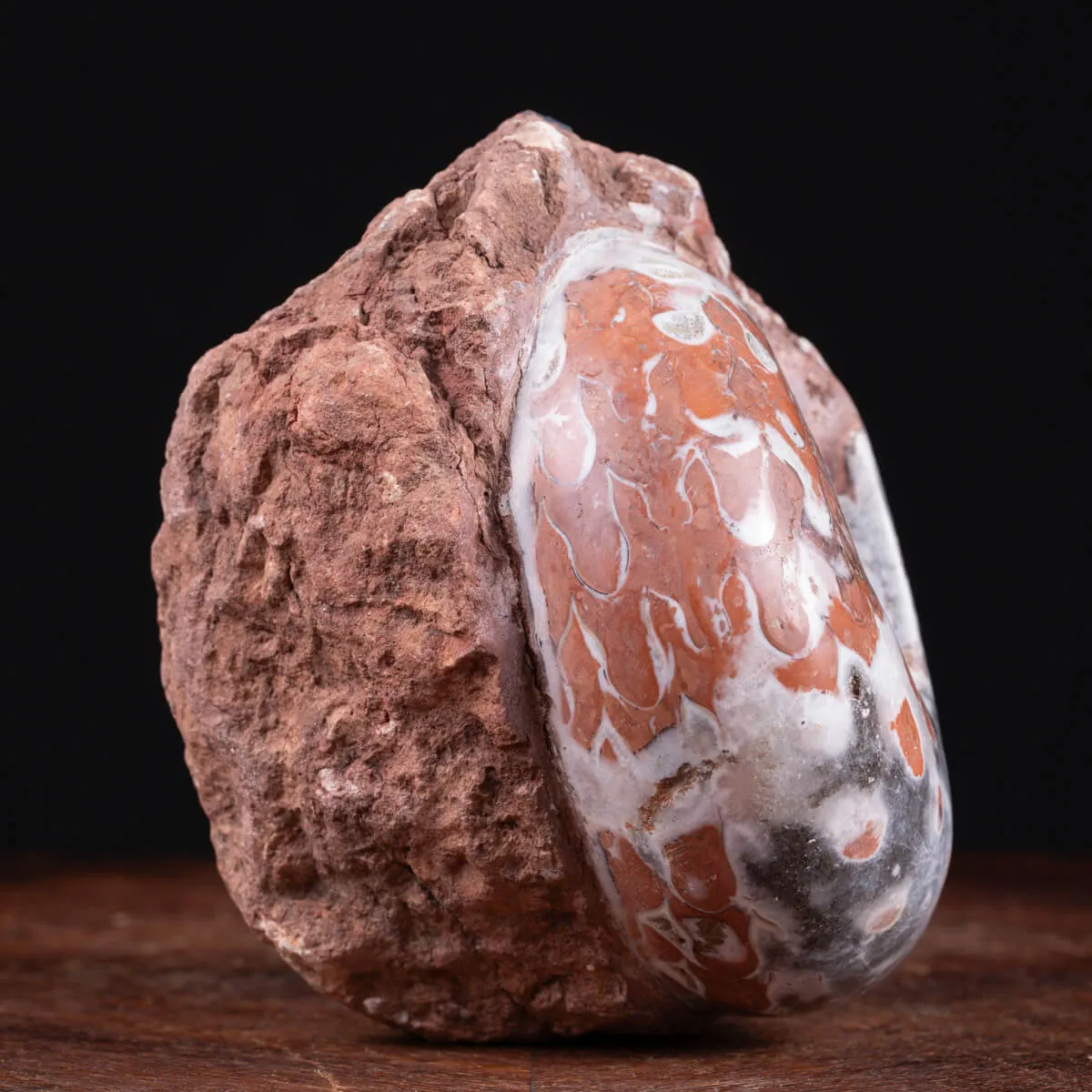Ammonite di Timor - Metalegoceras