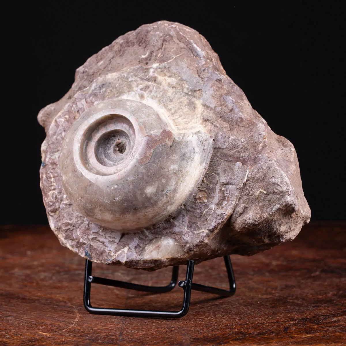 Fossile di Metalegoceras: Spirali del Tempo.