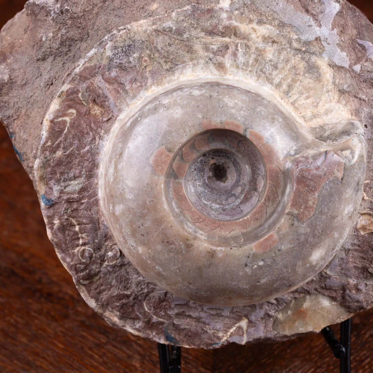 Fossile di Metalegoceras: Spirali del Tempo.