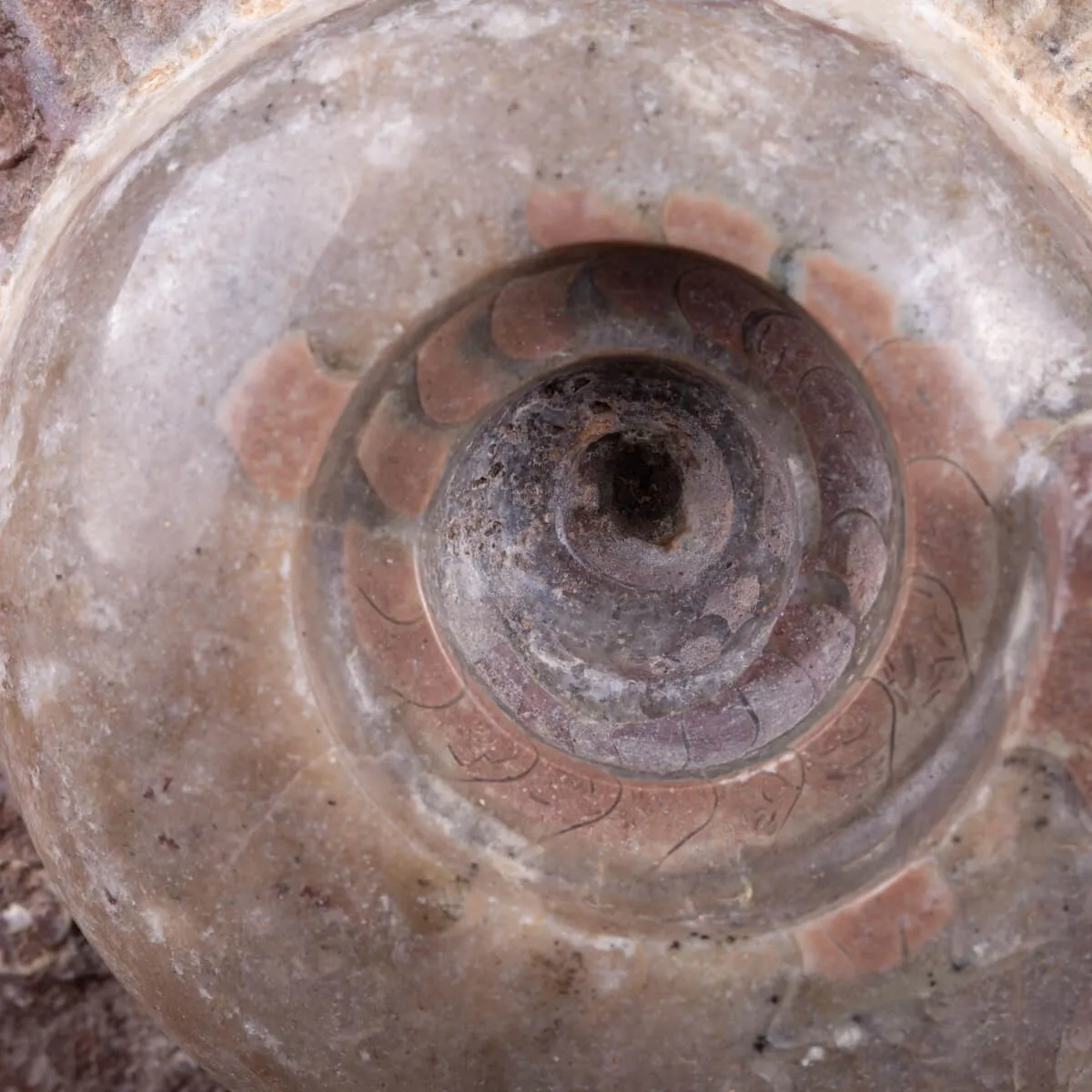 Fossile di Metalegoceras: Spirali del Tempo.