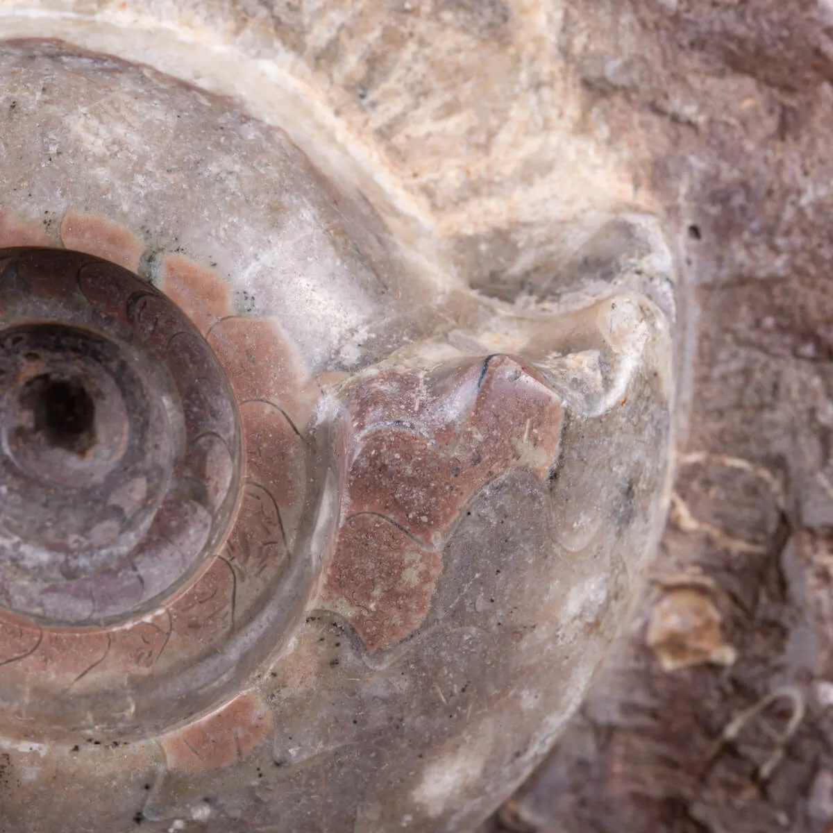 Fossile di Metalegoceras: Spirali del Tempo.