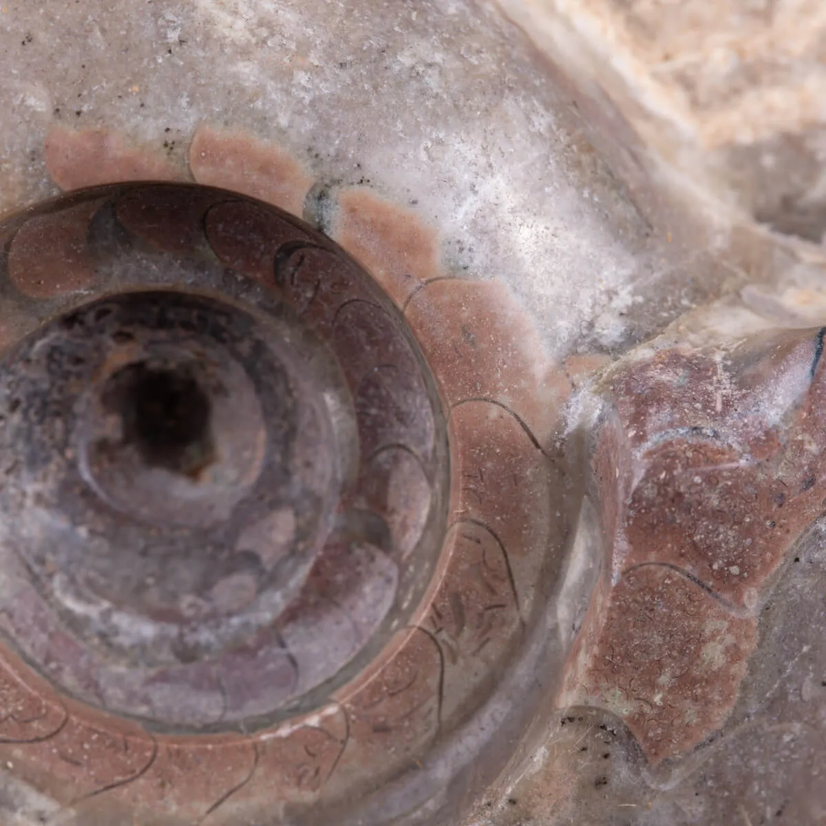 Fossile di Metalegoceras: Spirali del Tempo.