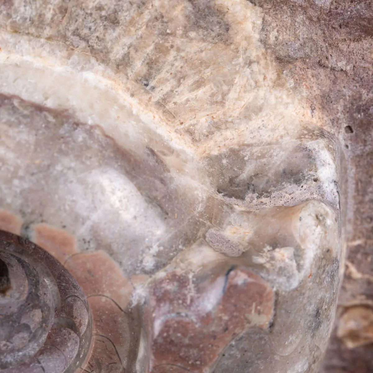 Fossile di Metalegoceras: Spirali del Tempo.