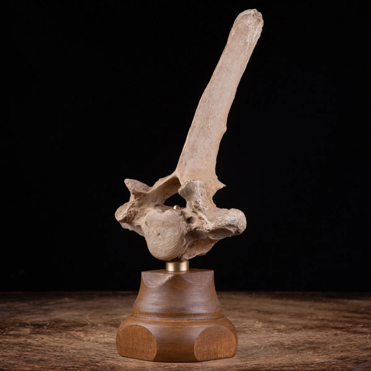 Vertebra Bison Priscus Curiosità Naturale