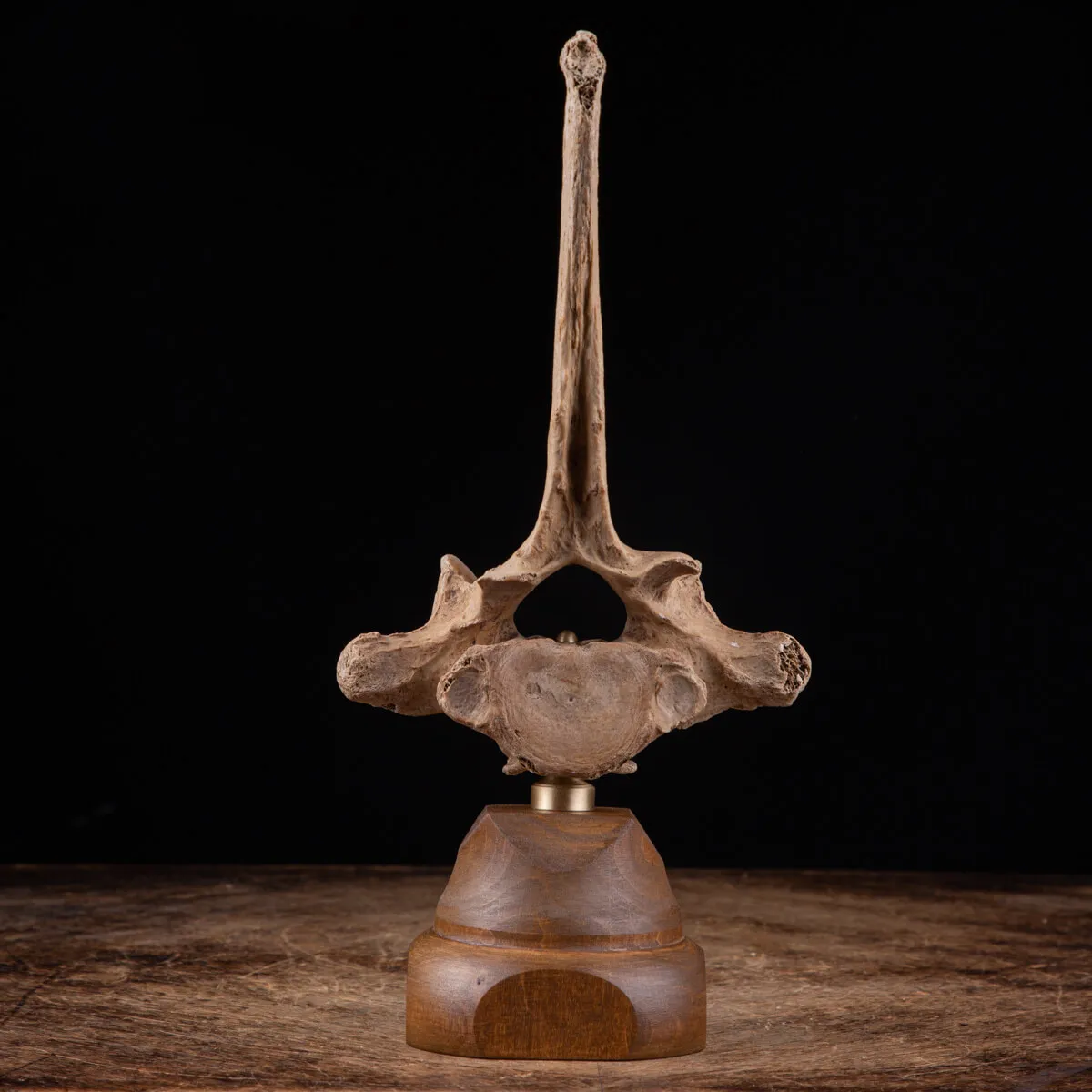 Vertebra Bison Priscus Curiosità Naturale