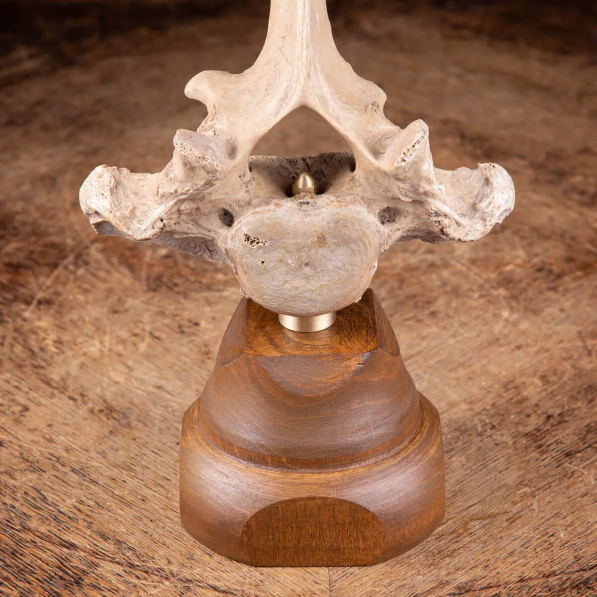 Vertebra Bison Priscus Curiosità Naturale