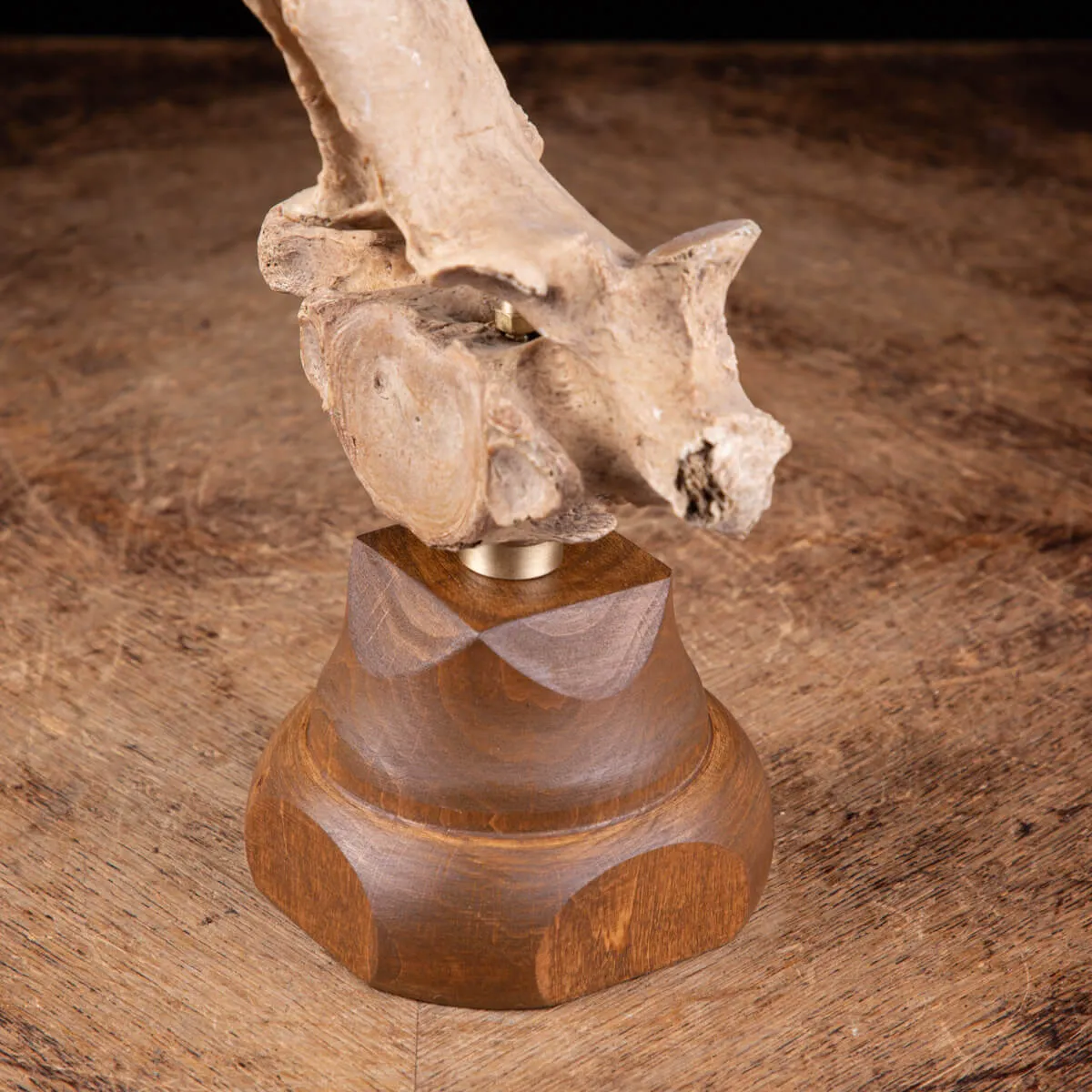 Vertebra Bison Priscus Curiosità Naturale