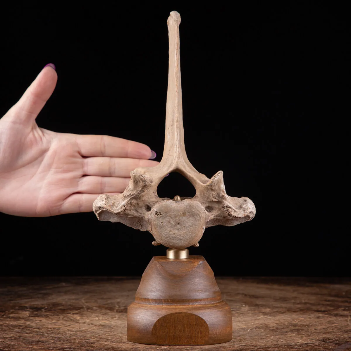 Vertebra Bison Priscus Curiosità Naturale