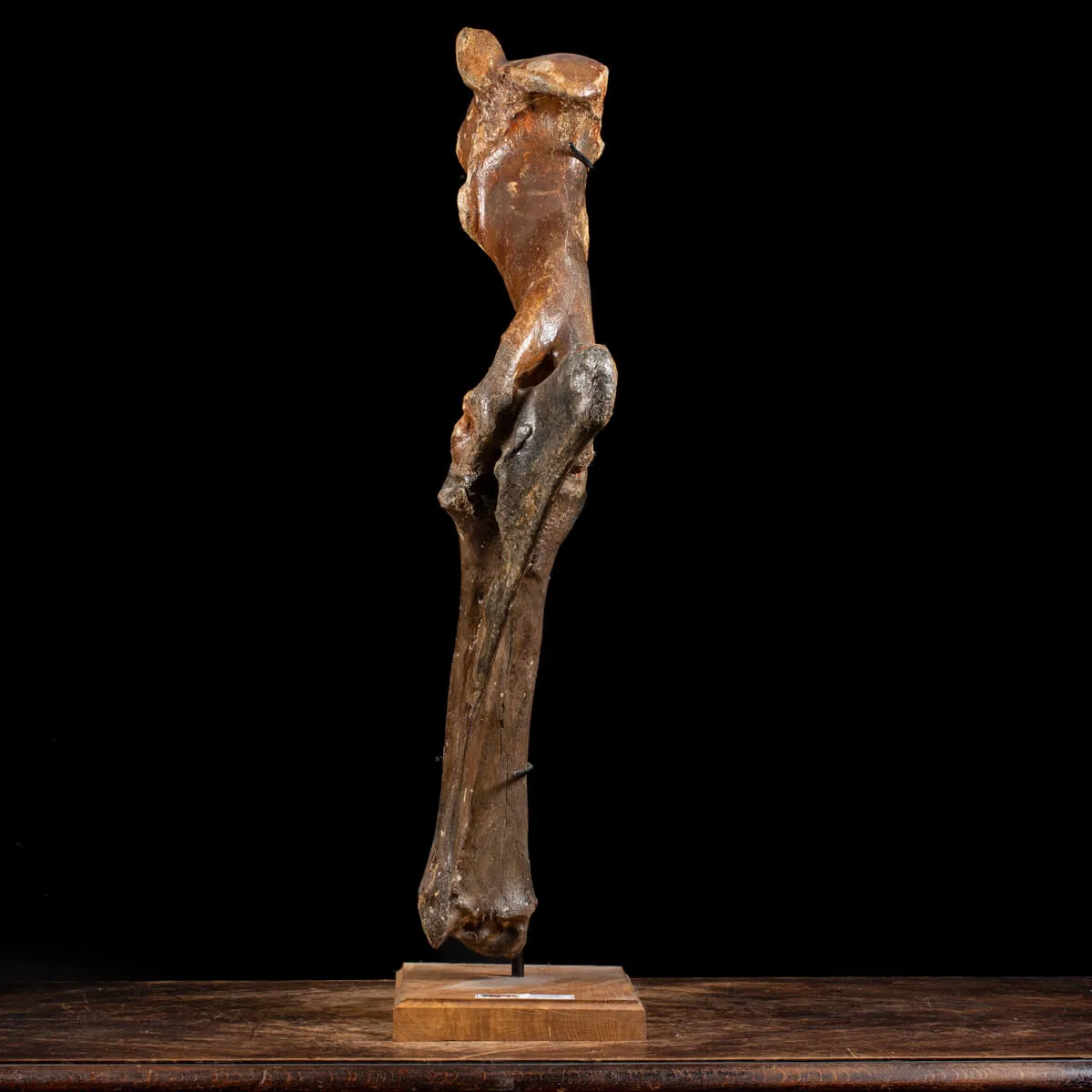 Zampa Bison Priscus