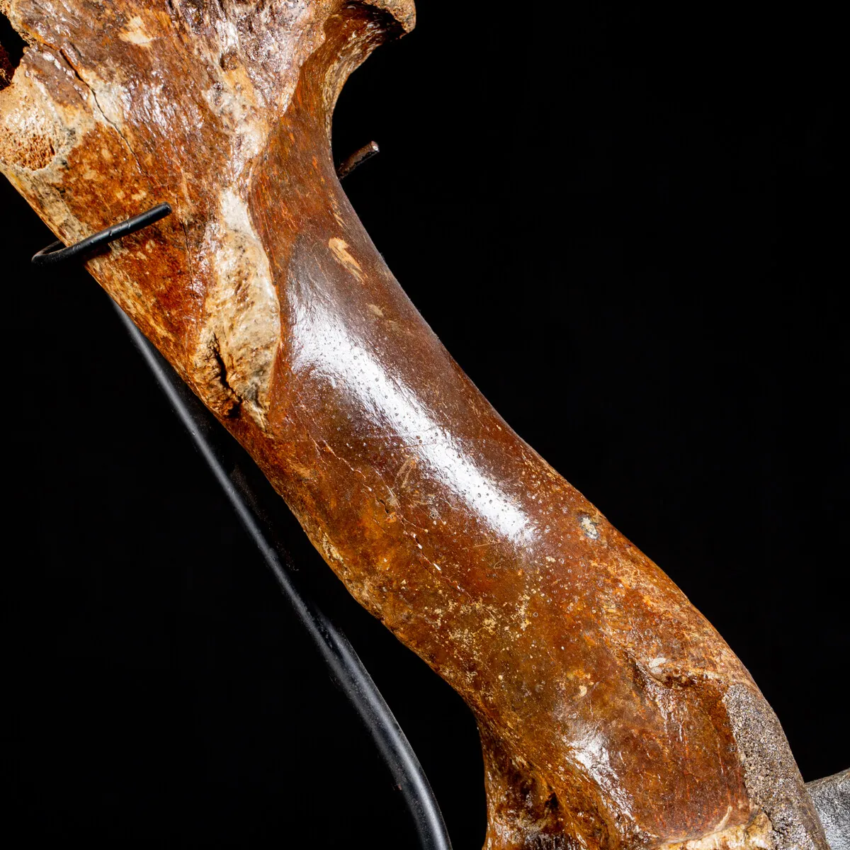 Zampa Bison Priscus