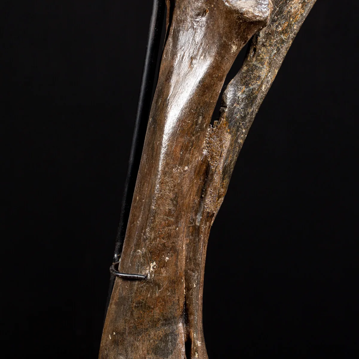 Zampa Bison Priscus