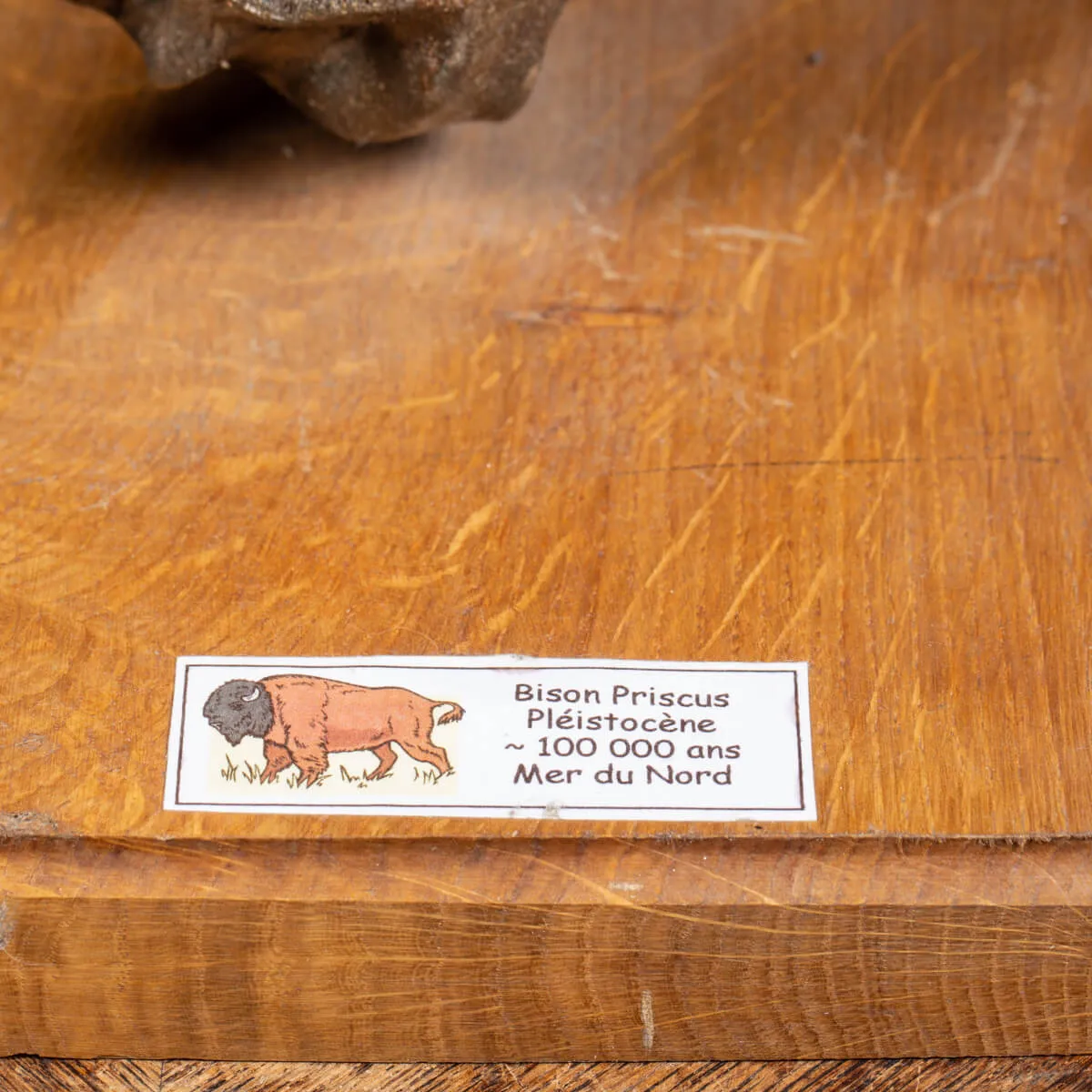 Zampa Bison Priscus