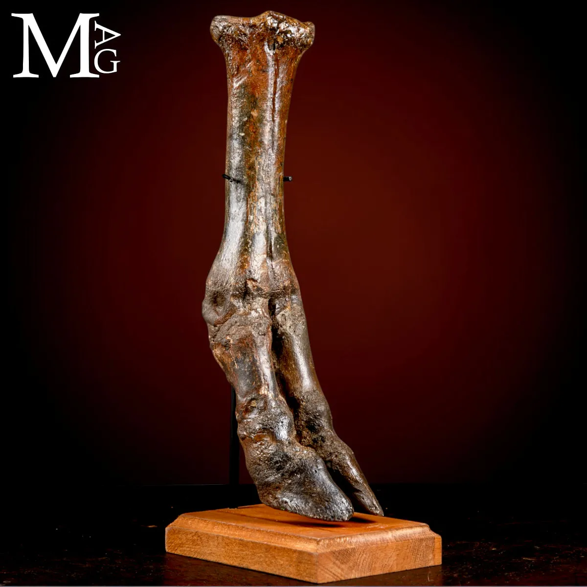 Zampa di Bisonte delle Steppe - Era Glaciale Pleistocene.