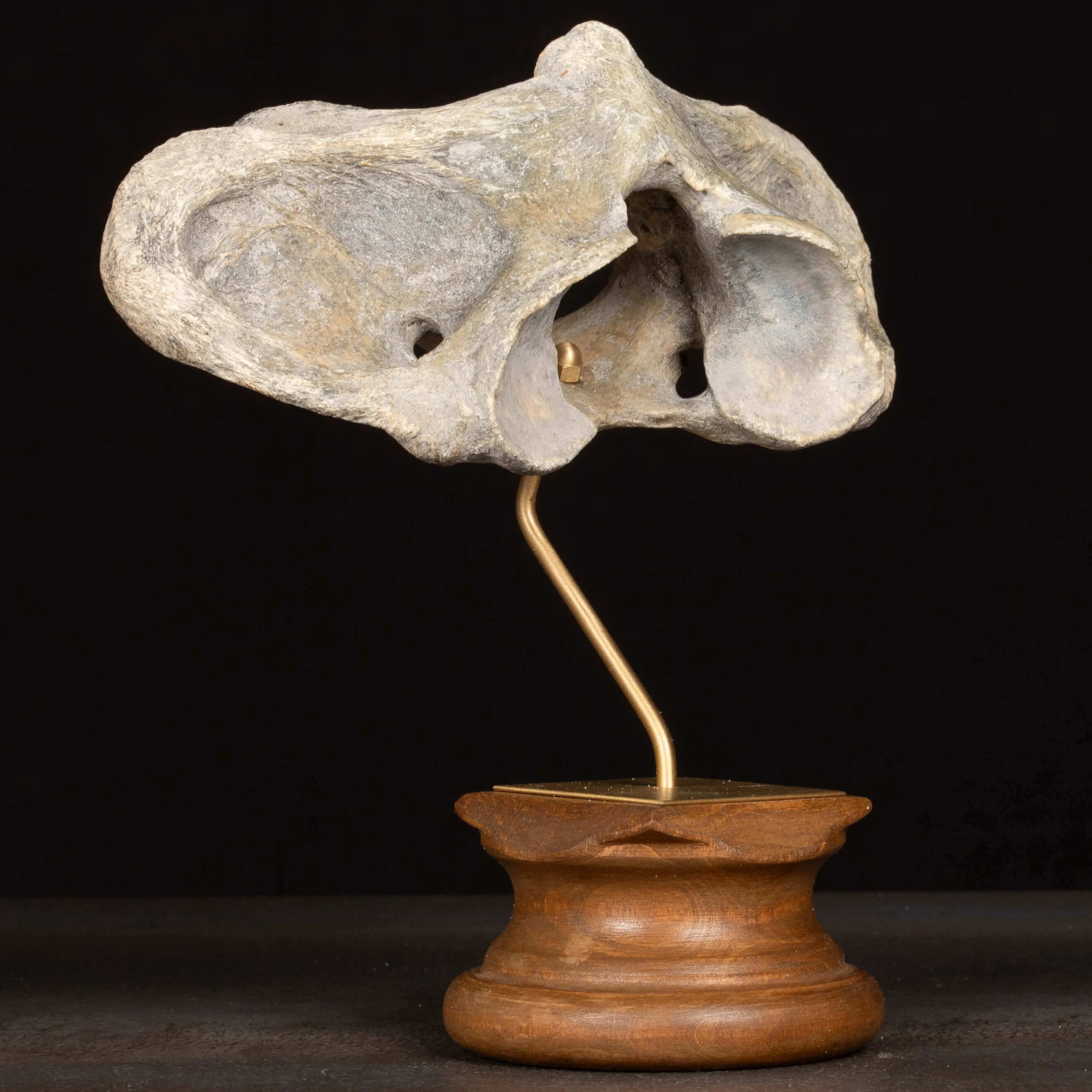 Vertebra Fossile di Bisonte delle Steppe – Pleistocene.