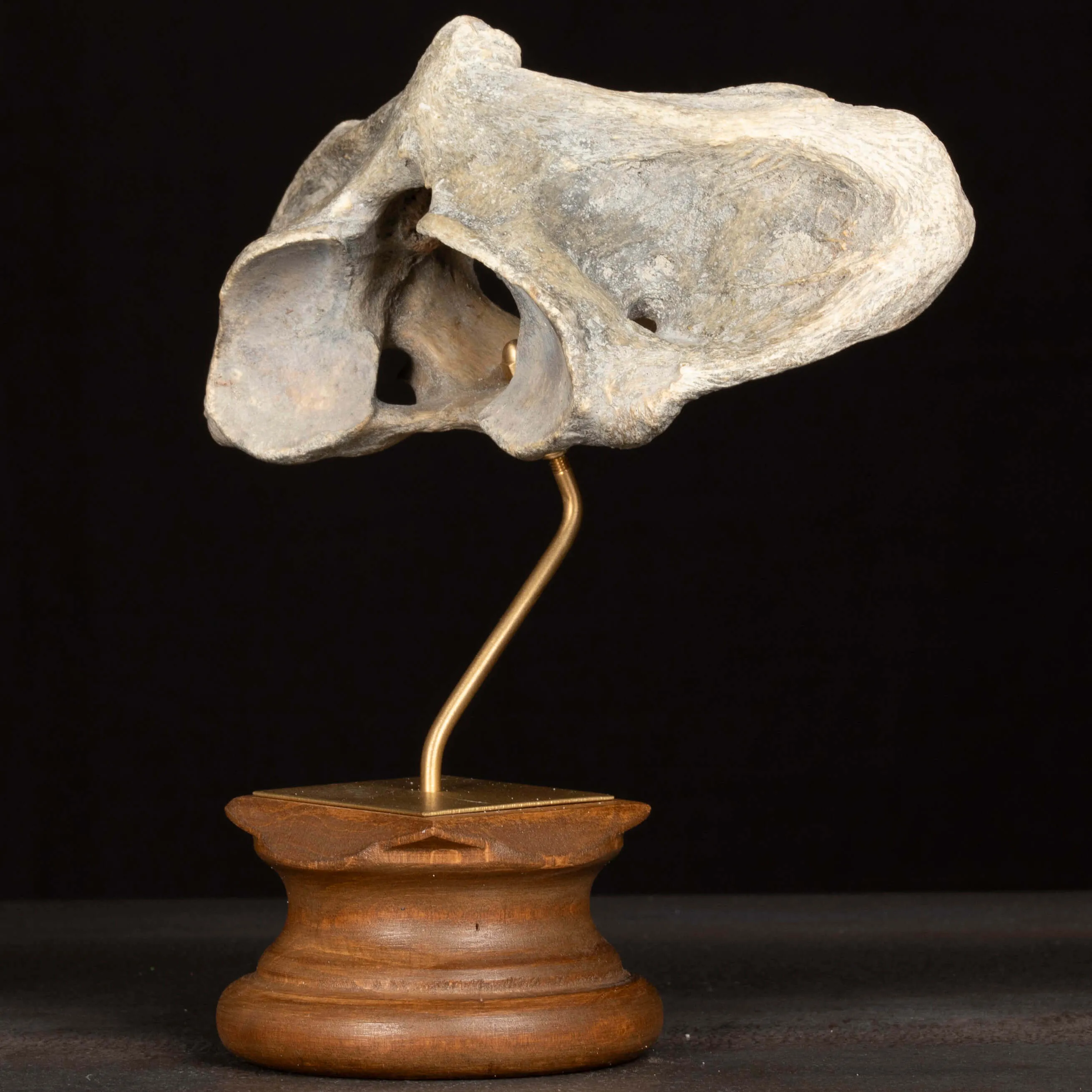 Vertebra Fossile di Bisonte delle Steppe – Pleistocene.