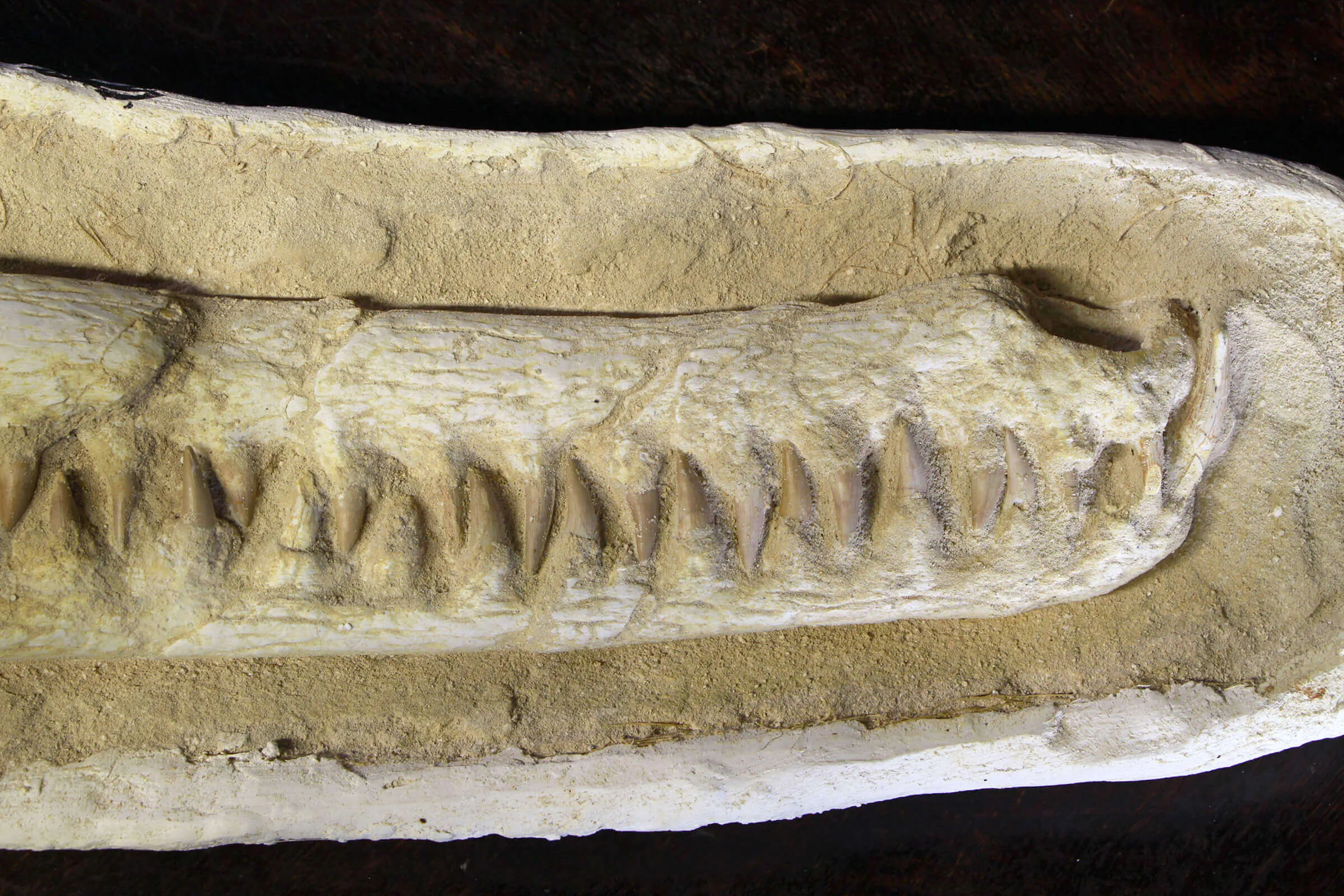 Cranio Fossile Dyrosaurus