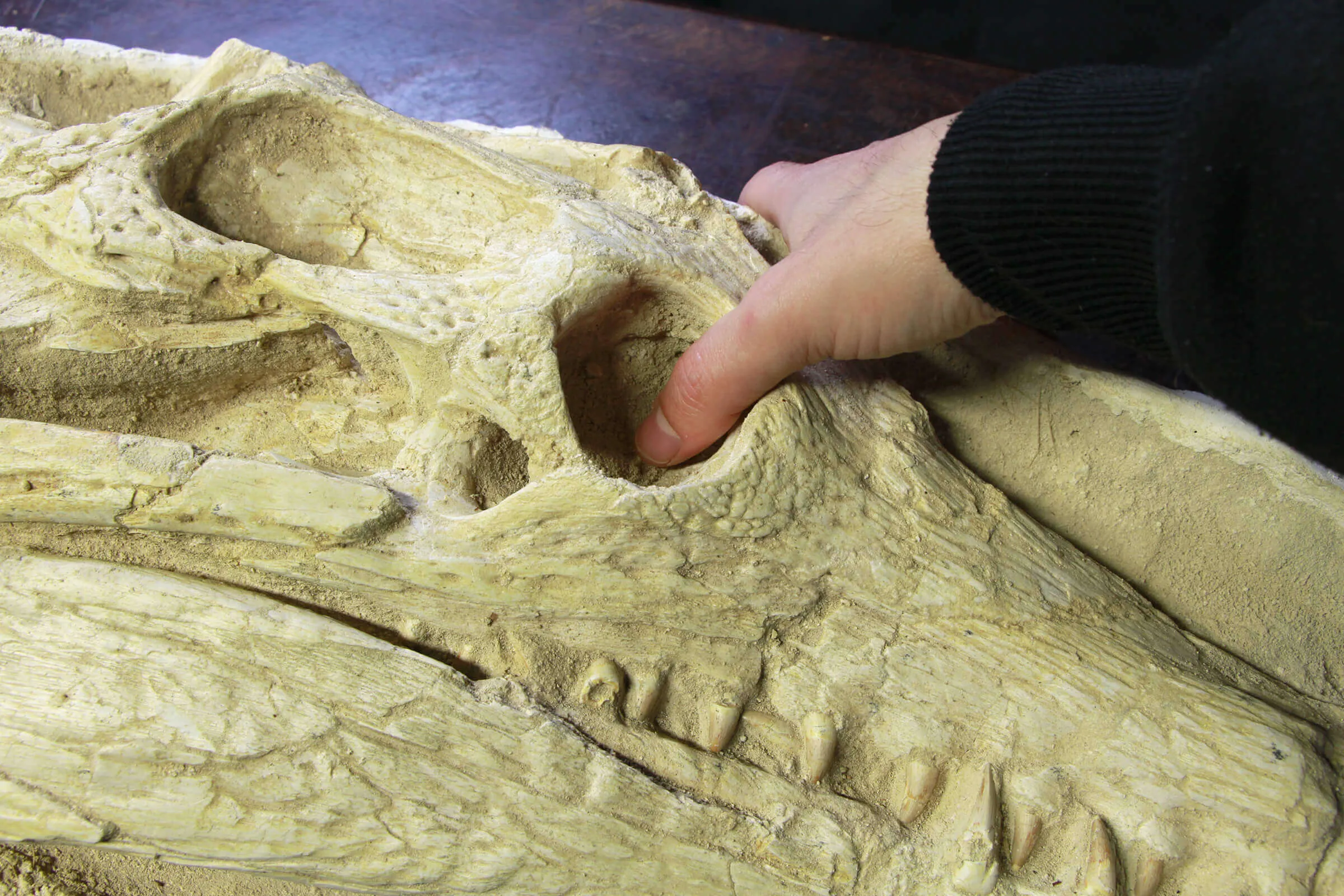 Cranio Fossile Dyrosaurus