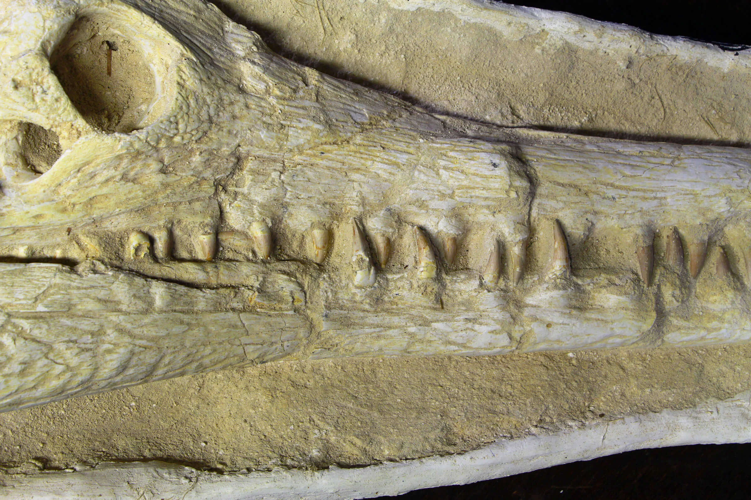Cranio Fossile Dyrosaurus