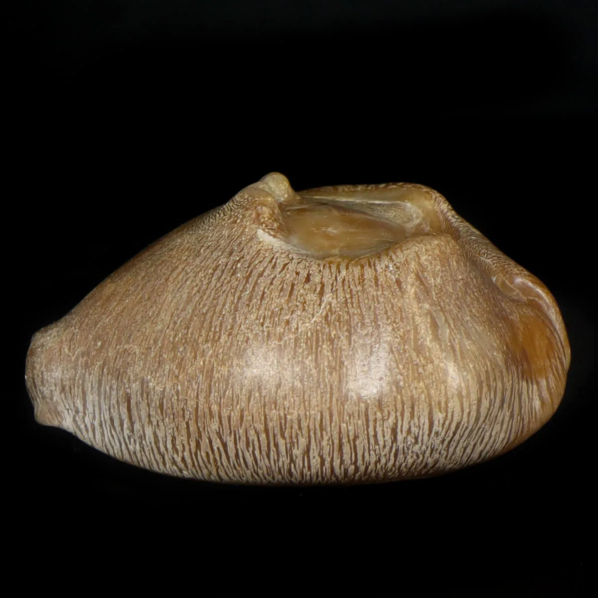 Cypraea Ovata Caputviperae