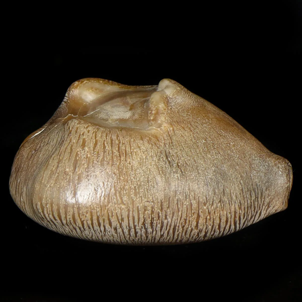 Cypraea Ovata Caputviperae