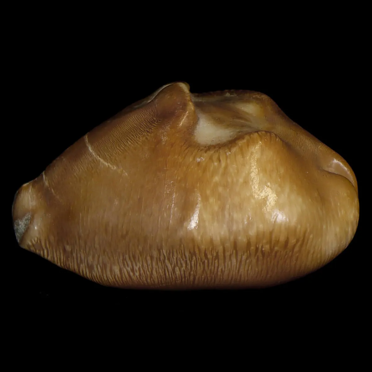 Cypraea Ovata Caputviperae