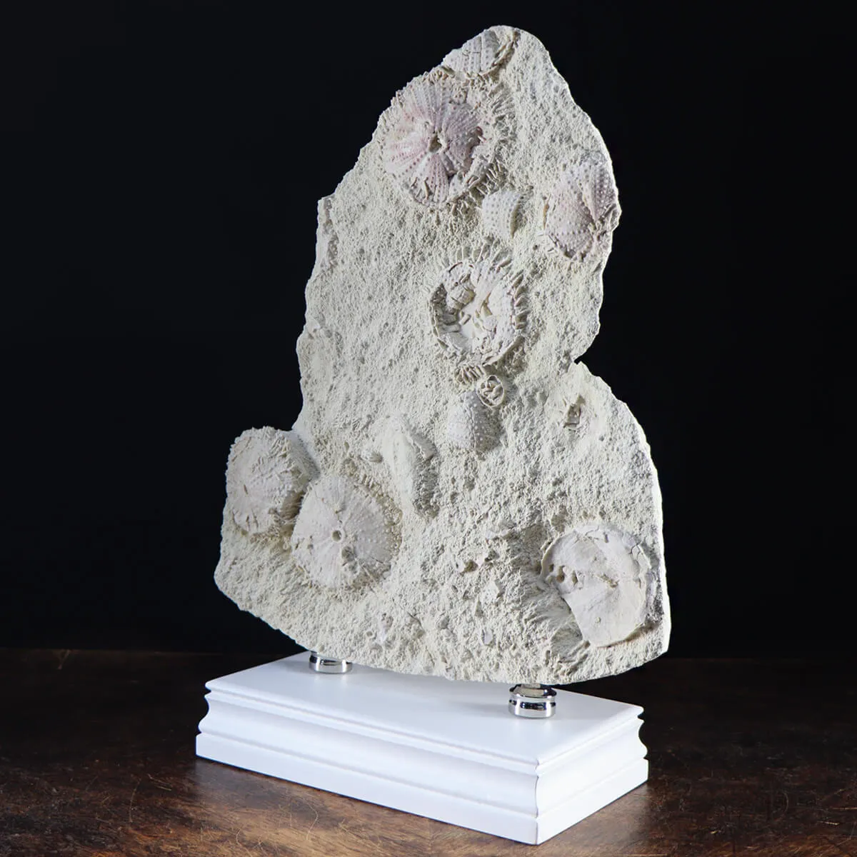Lastra con Ricci di Mare fossili
