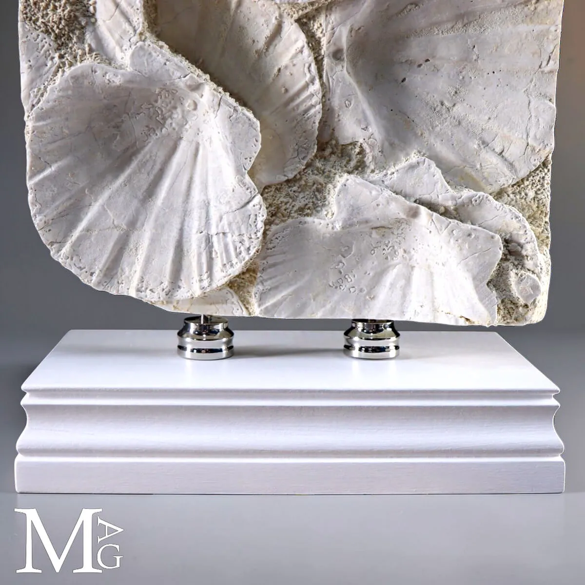 Lastra con Conchiglie Fossili – Pecten su Matrice Calcarea.