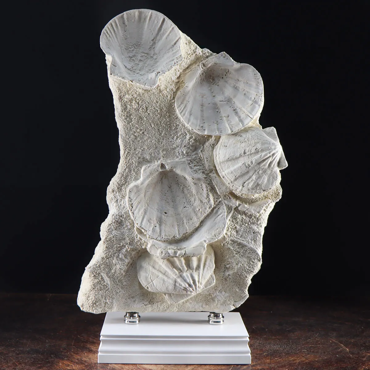 Lastra con Pecten fossili
