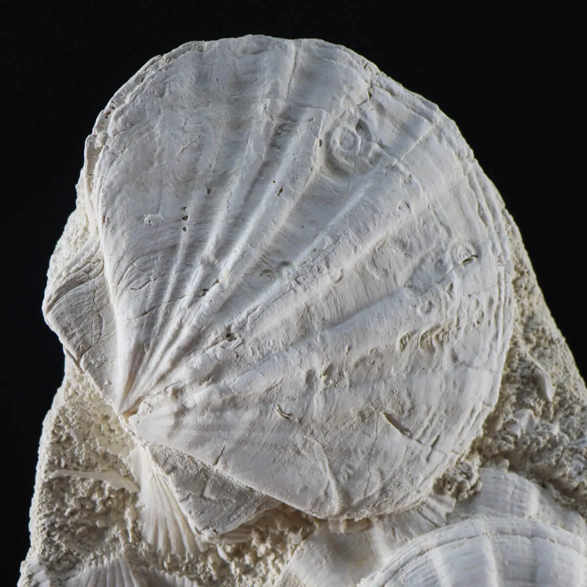 Lastra con Pecten fossili