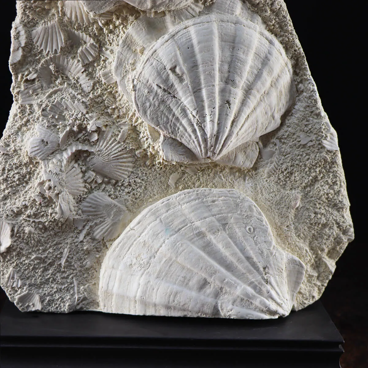 Lastra con Pecten fossili